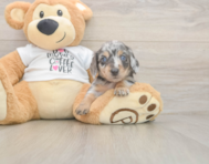 5 week old Dachshund Puppy For Sale - Lone Star Pups