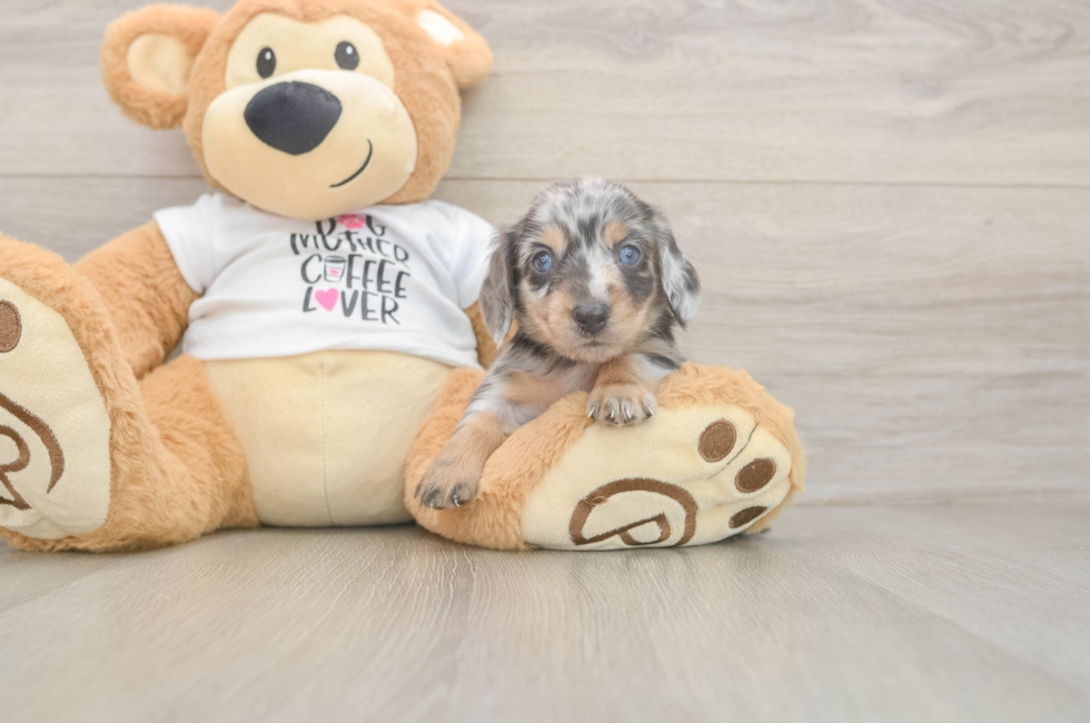 5 week old Dachshund Puppy For Sale - Lone Star Pups
