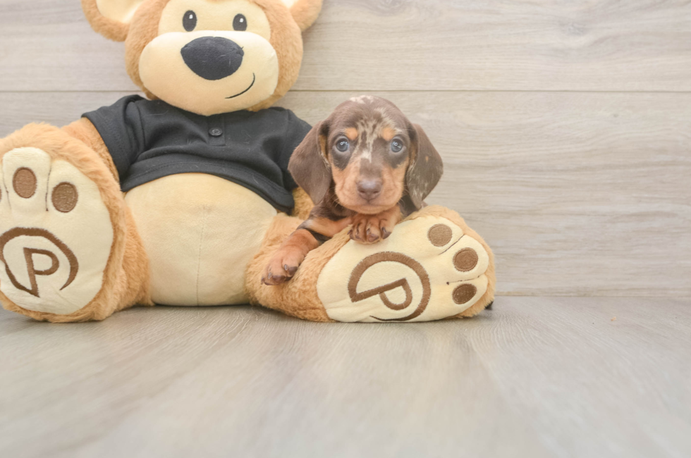 5 week old Dachshund Puppy For Sale - Lone Star Pups