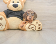 6 week old Dachshund Puppy For Sale - Lone Star Pups 6 week old Dachshund Puppy For Sale - Lone Star Pups