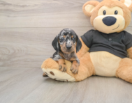 6 week old Dachshund Puppy For Sale - Lone Star Pups