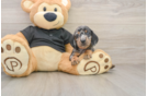 Dachshund Puppy for Adoption
