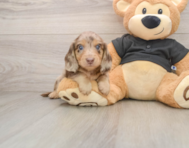 5 week old Dachshund Puppy For Sale - Lone Star Pups