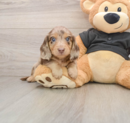 5 week old Dachshund Puppy For Sale - Lone Star Pups