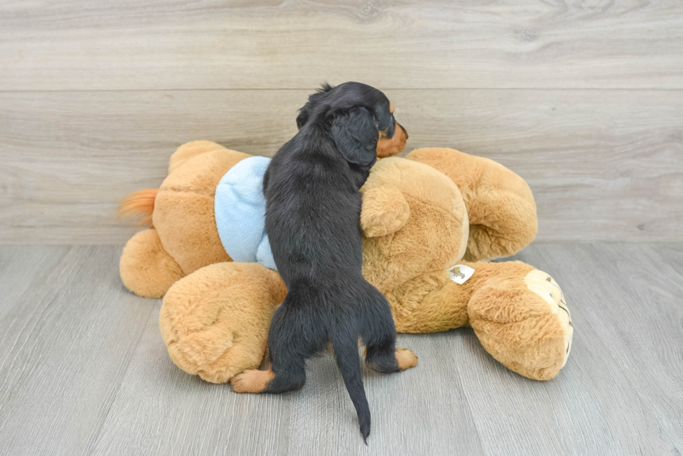 Dachshund Puppy for Adoption