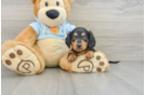 Cute Dachshund Baby