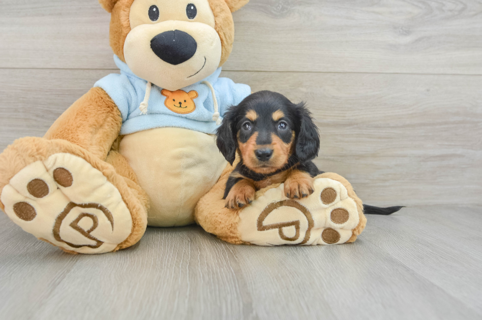 5 week old Dachshund Puppy For Sale - Lone Star Pups