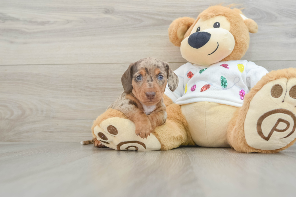 Best Dachshund Baby