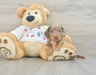 5 week old Dachshund Puppy For Sale - Lone Star Pups