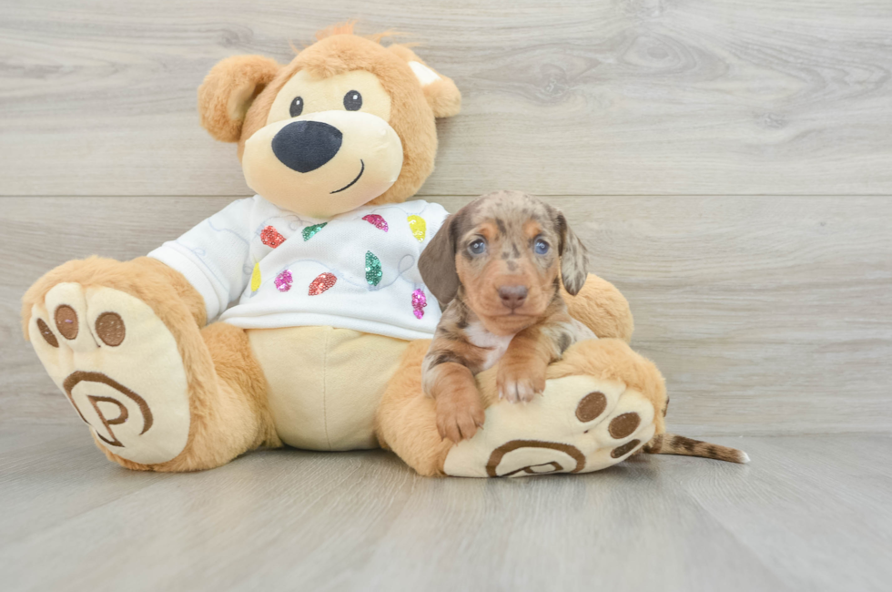 5 week old Dachshund Puppy For Sale - Lone Star Pups