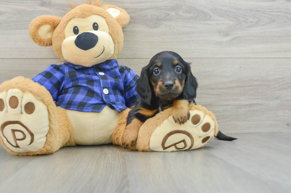 8 week old Dachshund Puppy For Sale - Lone Star Pups