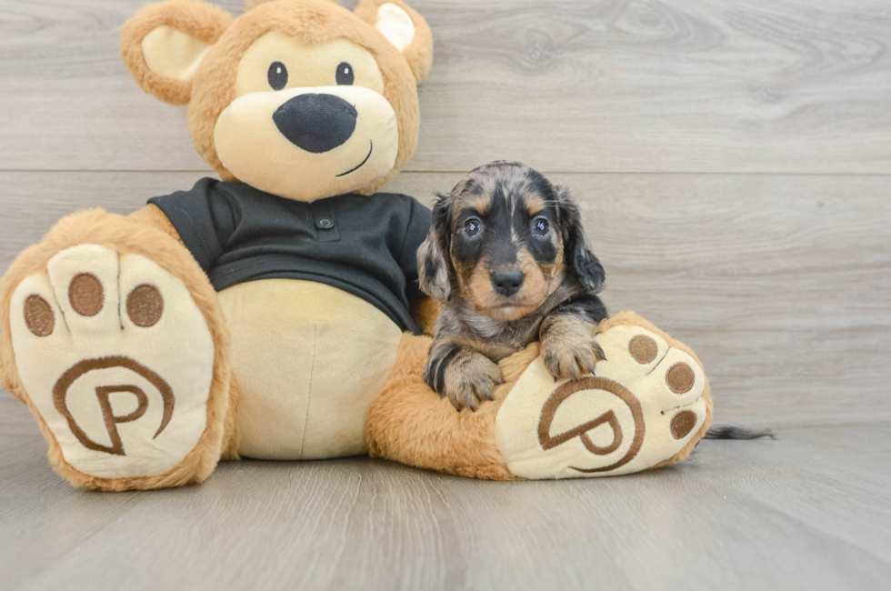 5 week old Dachshund Puppy For Sale - Lone Star Pups