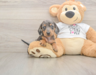 5 week old Dachshund Puppy For Sale - Lone Star Pups