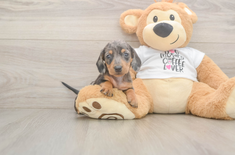 5 week old Dachshund Puppy For Sale - Lone Star Pups