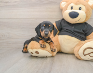 7 week old Dachshund Puppy For Sale - Lone Star Pups