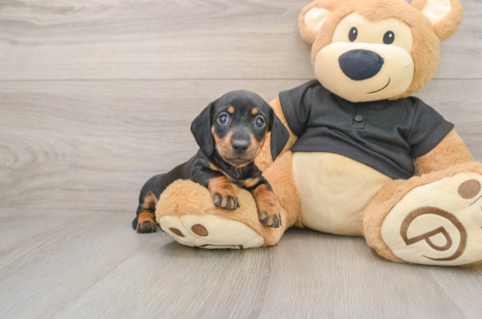 Best Dachshund Baby
