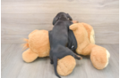 Dachshund Puppy for Adoption