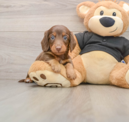 5 week old Dachshund Puppy For Sale - Lone Star Pups