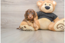 Dachshund Pup Being Cute