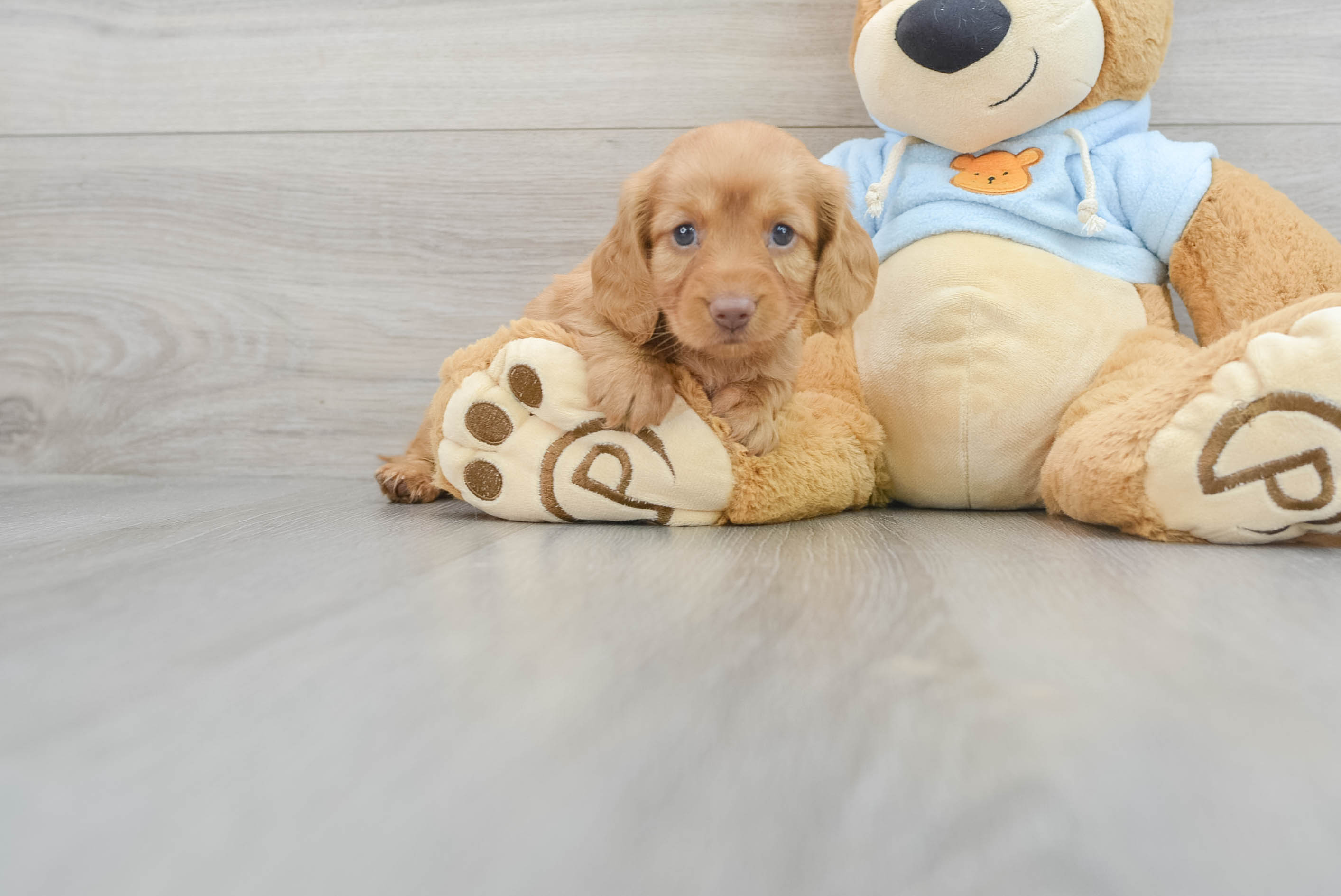 Best Dachshund Baby