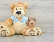 5 week old Dachshund Puppy For Sale - Lone Star Pups