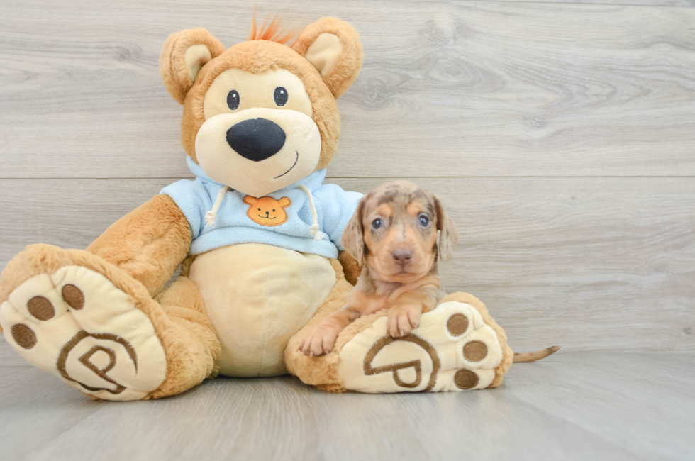 5 week old Dachshund Puppy For Sale - Lone Star Pups