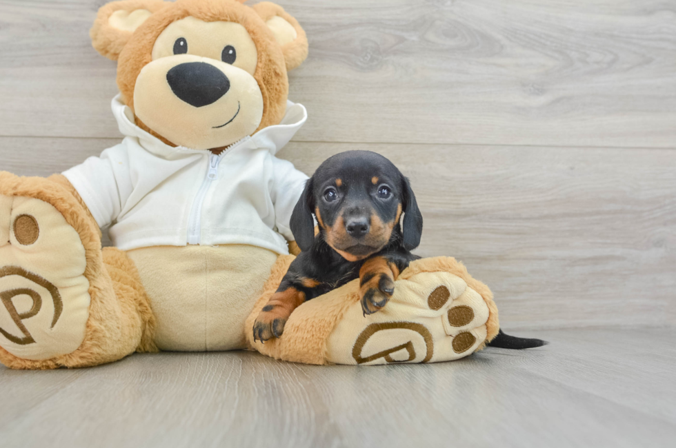 5 week old Dachshund Puppy For Sale - Lone Star Pups