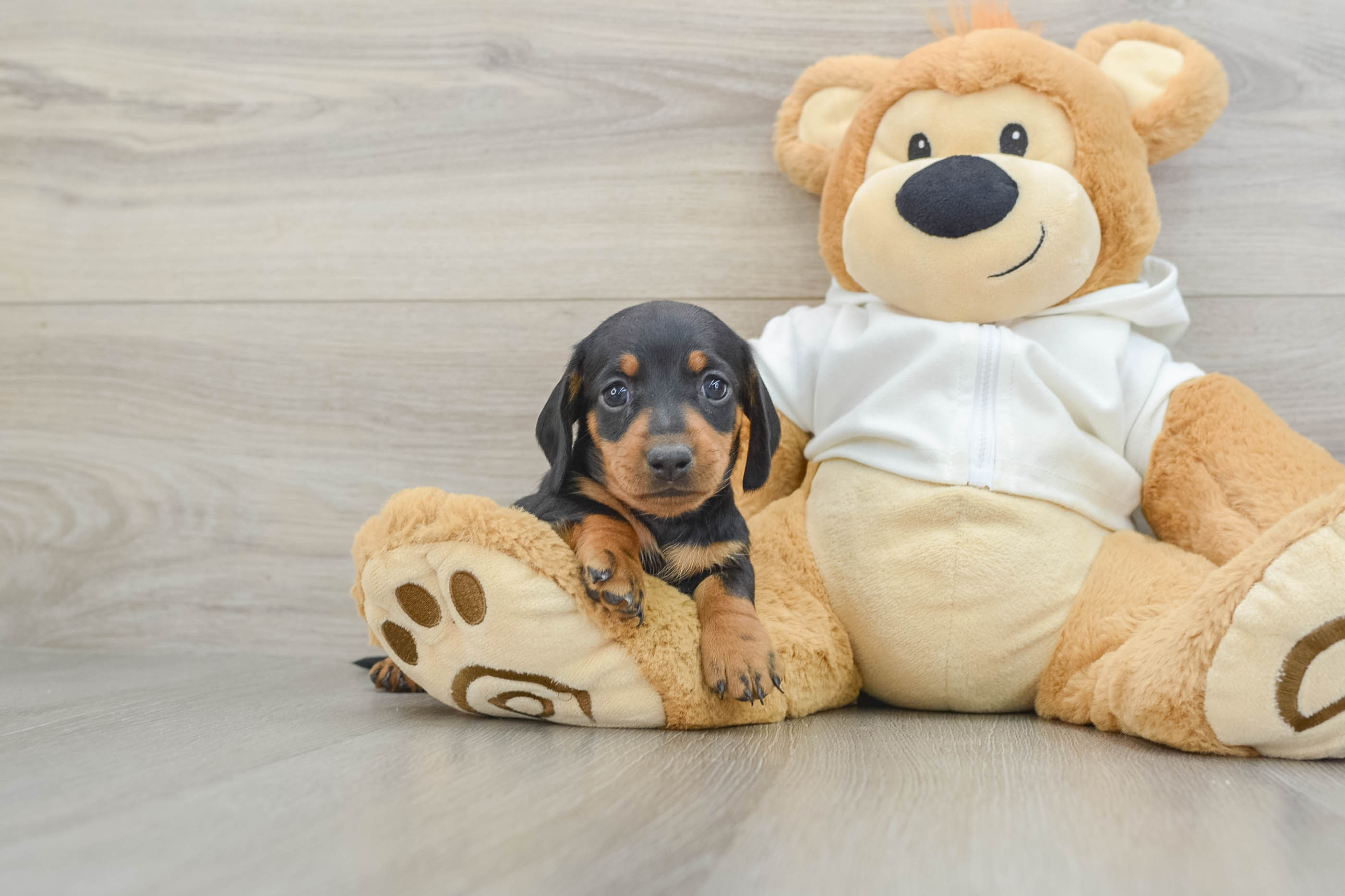 Cute Doxie Purebred Puppy
