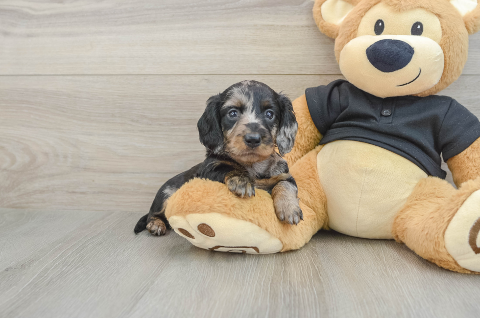 5 week old Dachshund Puppy For Sale - Lone Star Pups