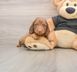 5 week old Dachshund Puppy For Sale - Lone Star Pups