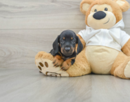 6 week old Dachshund Puppy For Sale - Lone Star Pups