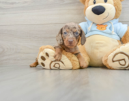 5 week old Dachshund Puppy For Sale - Lone Star Pups