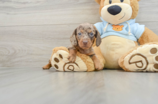 Dachshund Pup Being Cute