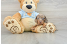 Dachshund Puppy for Adoption