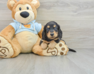 7 week old Dachshund Puppy For Sale - Lone Star Pups