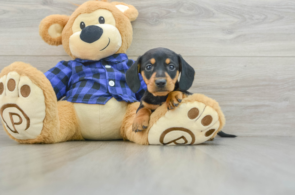 8 week old Dachshund Puppy For Sale - Lone Star Pups