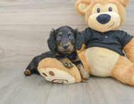 5 week old Dachshund Puppy For Sale - Lone Star Pups