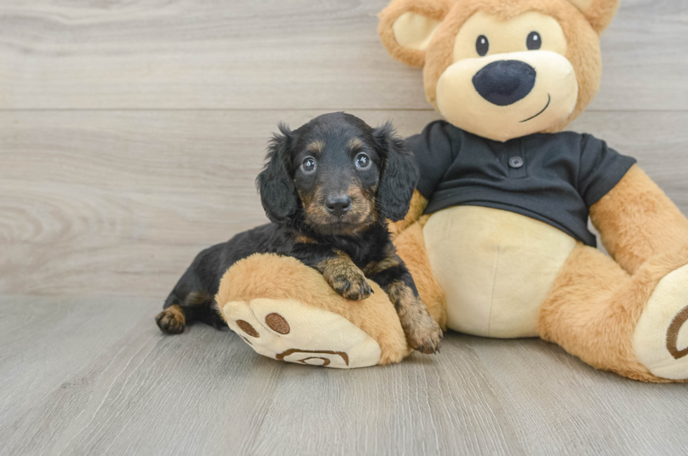 5 week old Dachshund Puppy For Sale - Lone Star Pups