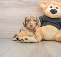 5 week old Dachshund Puppy For Sale - Lone Star Pups