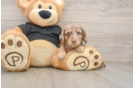 Cute Dachshund Baby