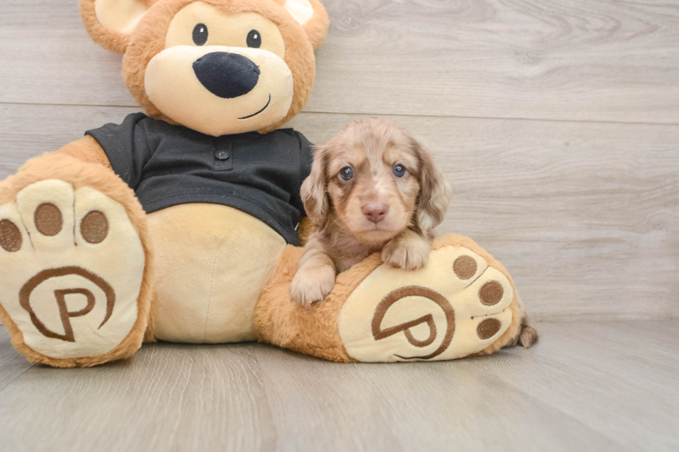 Cute Dachshund Baby