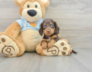 7 week old Dachshund Puppy For Sale - Lone Star Pups