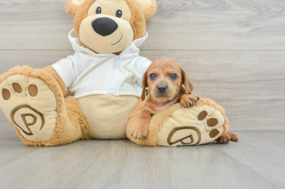 5 week old Dachshund Puppy For Sale - Lone Star Pups