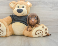 5 week old Dachshund Puppy For Sale - Lone Star Pups