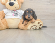 5 week old Dachshund Puppy For Sale - Lone Star Pups
