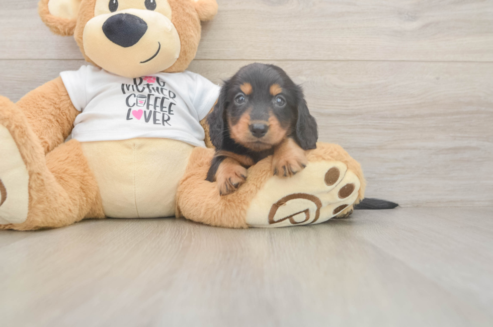5 week old Dachshund Puppy For Sale - Lone Star Pups