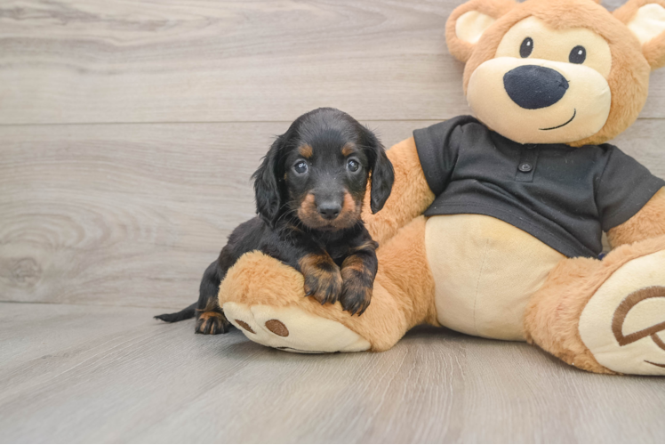 Cute Doxie Purebred Puppy