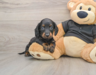6 week old Dachshund Puppy For Sale - Lone Star Pups