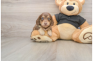 Dachshund Pup Being Cute