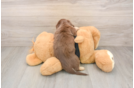 Cute Dachshund Purebred Pup